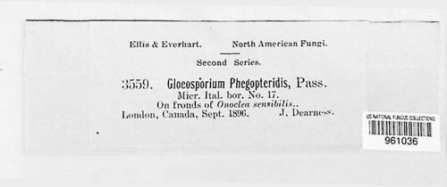 Gloeosporium frankii image